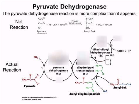 Pyruvate Dehydrogenase Cofactors Diagram | Quizlet