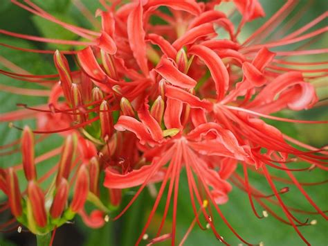 Buy Novakie Orange Lycoris Lily/Spider Lily/Surprise Lily/Naked Lady ...