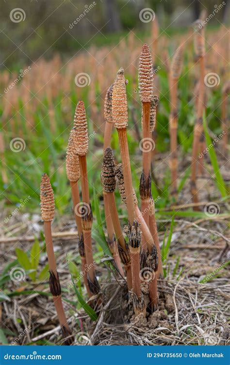 Equisetum Arvense, the Field Horsetail or Common Horsetail, is an Herbaceous Perennial Plant of ...