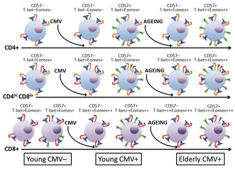 Effect of Cytomegalovirus (CMV) and Ageing on T-Bet and Eomes ...