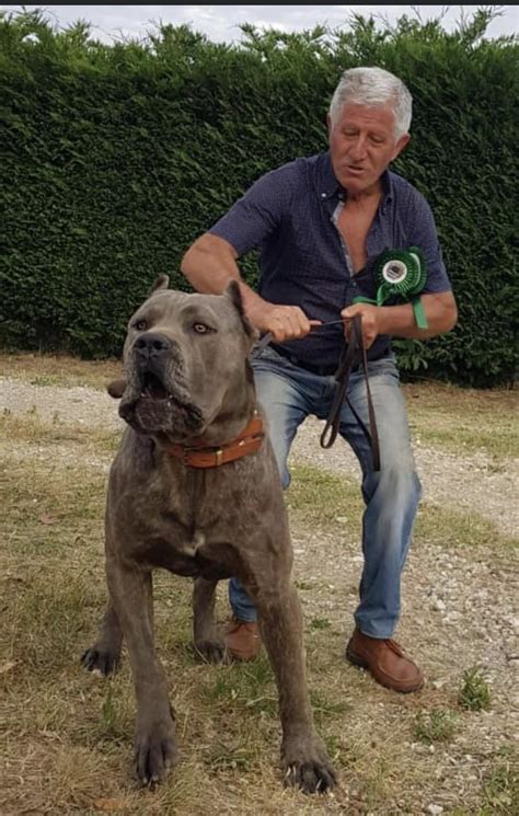 Italian Mastiff