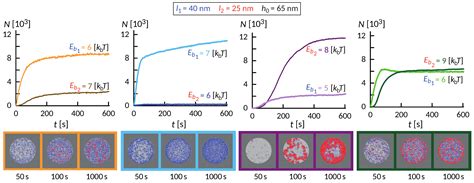 Molecular Biomechanics Controls Protein Mixing and Segregation in ...