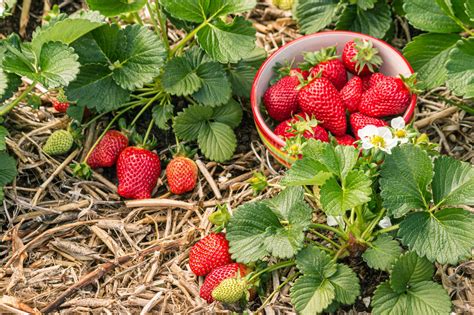 Strawberry Onion Plants: Companion Planting Guide