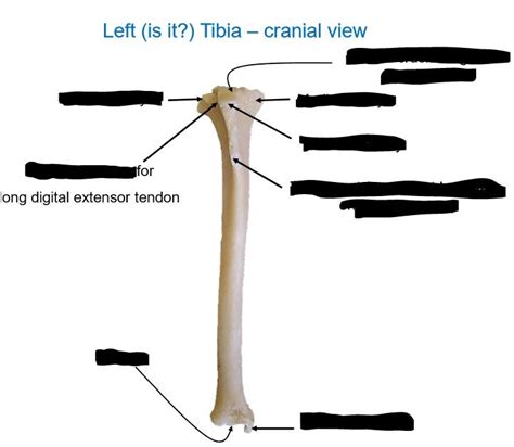 Image result for Ribstride Tibia