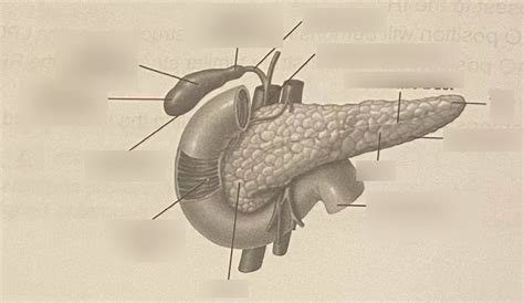 Image result for Hepatic Function
