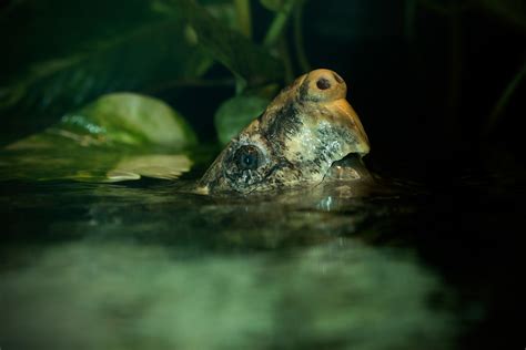 Image result for Alligator Snapping Turtle Underwater