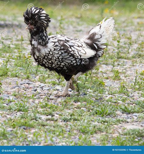 Silver Laced Polish Chicken Walking in Rocky Field Stock Photo - Image ...