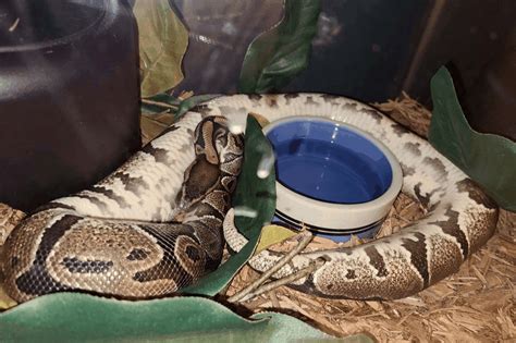 Image result for Python Poop