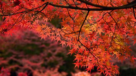 Silencio la tierra va a dar a luz un árbol | Meer
