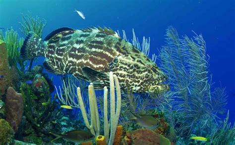 மன்னார் வளைகுடாவில் 62 புதிய உயிரினங்கள் கண்டுபிடிப்பு... | nakkheeran