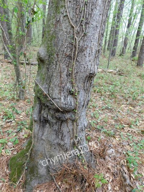 Image result for Happy ENT Tree