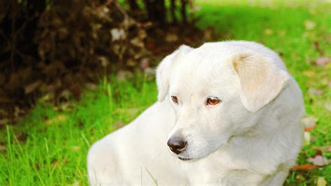 梦见白色的狗是什么征兆 - 解梦命理 - 微文网(维文网)