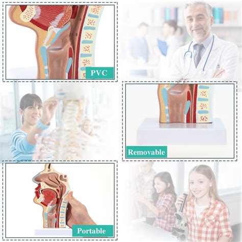 Buy RONTEN Human Nasal Cavity Throat Medical Model for Science Class ...