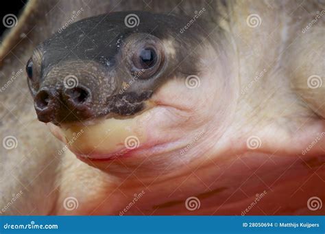 Pig-nosed Turtle / Carettochelys Insculpta Stock Photo - Image of ...