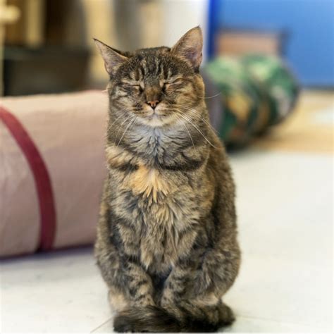 Blue Chip Farm Animal Refuge | Posture Interactive