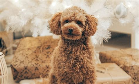 Image result for Cavapoo Adult