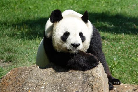 Koala vs Panda: Ultimate Guide to Earth's Most Beloved Bears (2024) | AnimalCompare.com