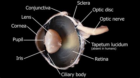 Optic Nerve Cow Eye Dissection at Douglas Peterson blog