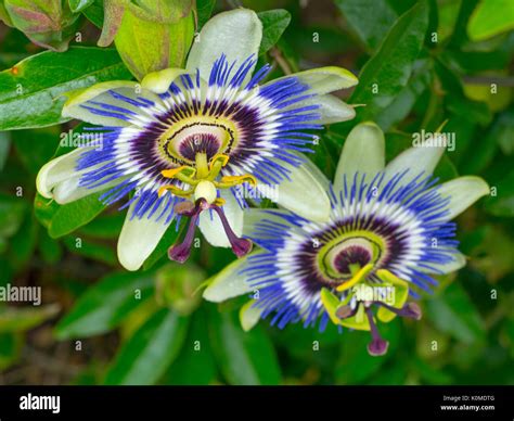 Blue passion flower Passiflora caerulea Stock Photo - Alamy