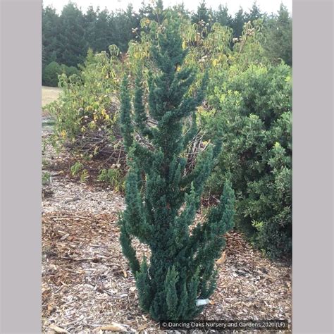 Chamaecyparis lawsoniana 'Wissel's Saguaro', Wissel's Saguaro Cypress ...