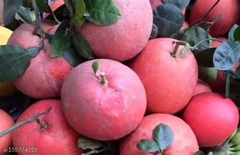 ARIYA Exotic Big Size Thai Red Batabi Lemon/Lebu Plant,(GRAFTED/GUTI ...