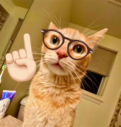 Cute Cat with Glasses and Peace Sign