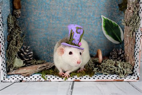 Cute Rat in a Purple Hat