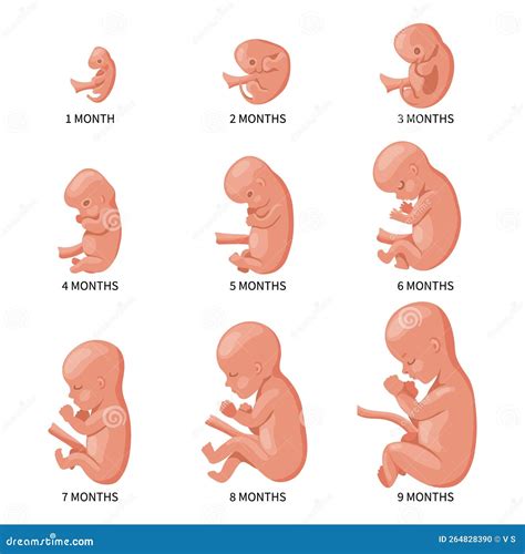 Embryo in the Womb, Set. Development and Growth of the Fetus at Different Stages of Pregnancy ...