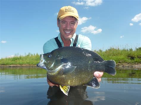 Record Bluegill Arkansas's Biggest Fish