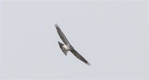 Baaz! Northern Goshawk sighted in Delhi