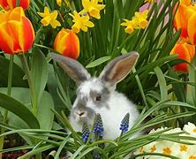 Image result for Bunnies Flowers