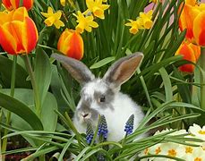 Image result for Spring Flowers Bunnies and Baby Animals