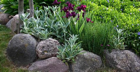 Rock Bed Border 的图像结果