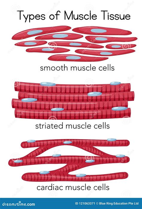 Smooth Muscle Cell Labeled Diagram