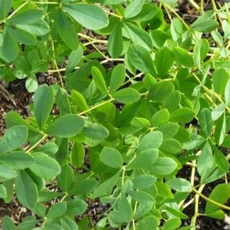 Ultra Flower Plant Energizer Manufacturer, Supplier from Nagpur