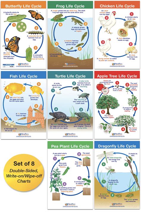 Image result for Learning Life Cycles
