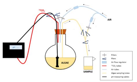 Biomolecules | Special Issue : Lipids of Marine Algae