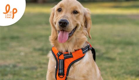 How to choose the best and the safest harness for your dog – Lana Paws