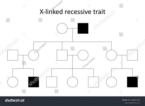 Pedigree Chart X-linked Recessive Trait Stock Vector (Royalty Free) 2438817433 | Shutterstock