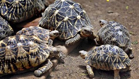 Shocking! Illegal wildlife trade on Quikr, Olx, eBay, Amazon, Snapdeal ...