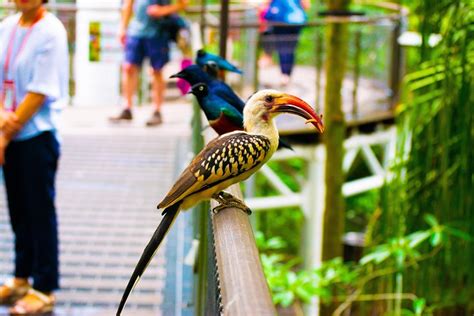 2023 Jurong Bird Park Bird Photography