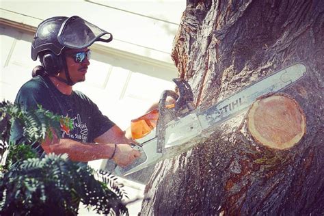 Image result for Remote Control Tree Removal