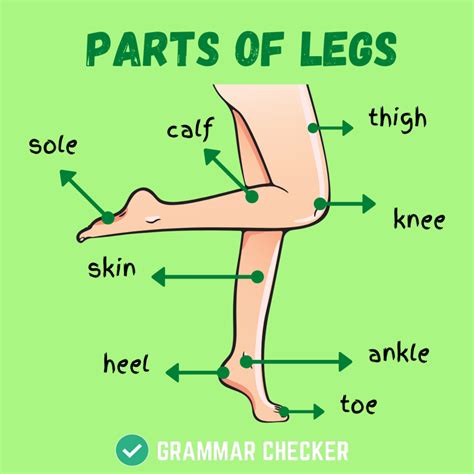 Diagram of Les jambes | Quizlet