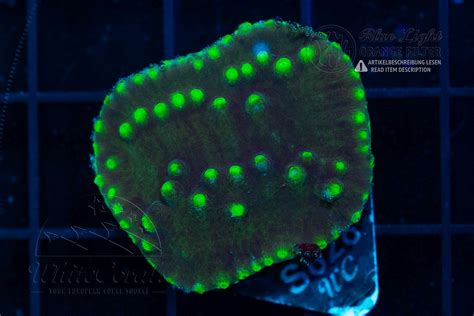 Turbinaria reniformis Green Universe (Filter)-LPS6_251114_016