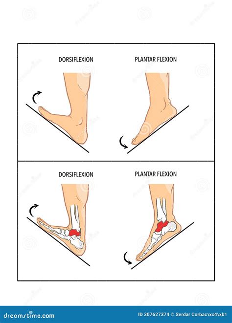 Dorsi And Plantar Flexion Angles