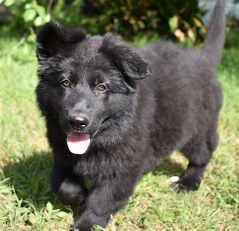 Long Haired Black German Shepherd Puppy For Sale at Carl Cohn blog