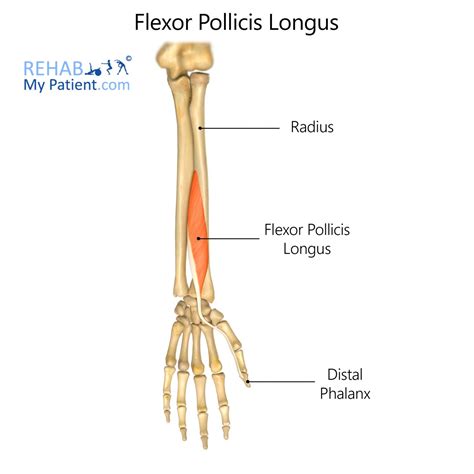 Flexor Pollicis Longus | Rehab My Patient