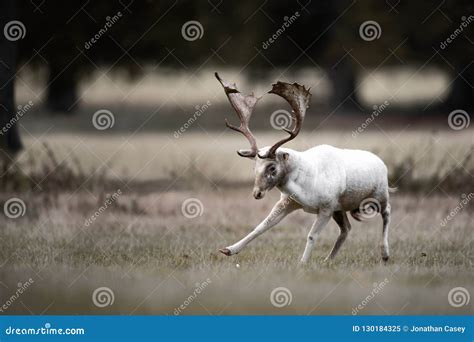 Buck Dancing Tutorial 的图像结果