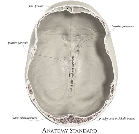 Topography of the Skull: The Calvaria