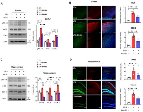 Pharmacological Inhibition of Spleen Tyrosine Kinase Suppressed ...
